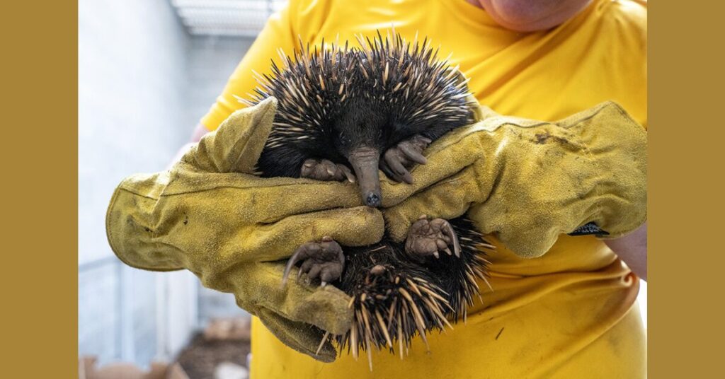 echidna
