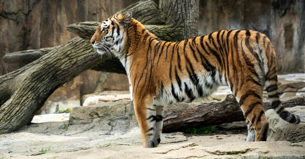 Amur tiger